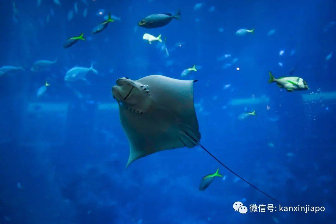 注意!剧毒魔鬼鱼频繁出没圣淘沙,一天蜇伤两人送院治疗