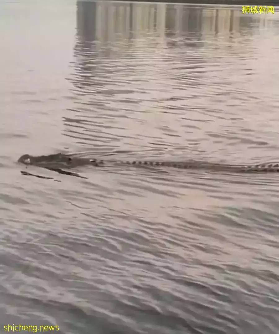 来去自由!网友拍到鳄鱼横渡新马海峡😂鳄鱼也想出门旅游