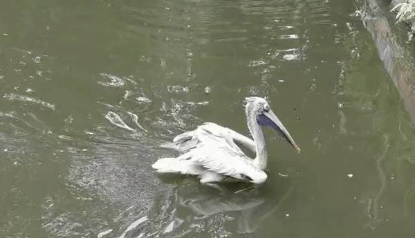 免費送票!帶倆娃嗨翻亞洲最大飛禽園,400多種5000多只鳥,一路驚喜不斷