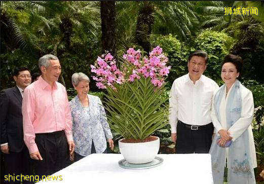 獅城見聞 | 新加坡胡姬花趣事!