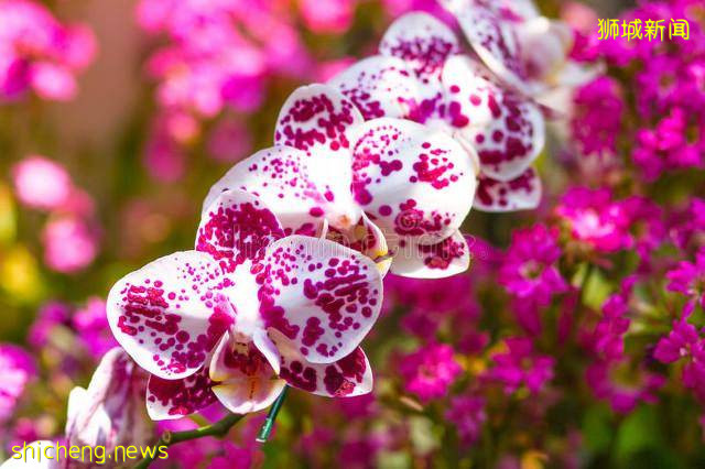 新加坡｜新加坡冷知识，关于21件你不知道的事