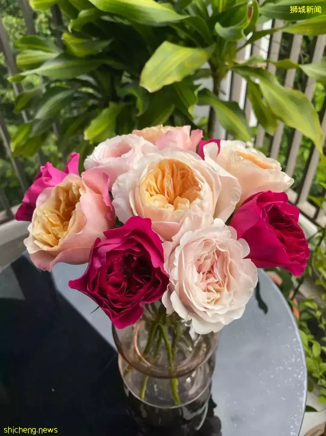 鮮花在熱帶也能養1個月？資深花友新加坡買花、養護大揭秘