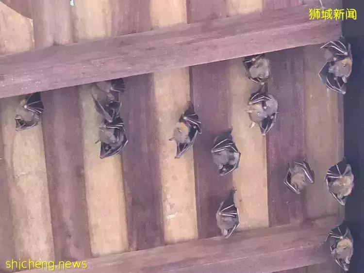 《即刻隨心所想，心想獅城》新加坡生態遊系列2