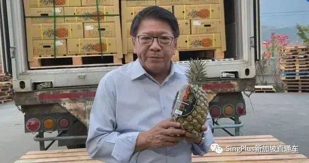 台湾凤梨被大陆禁止！新加坡台商出手进口25万吨！有救了