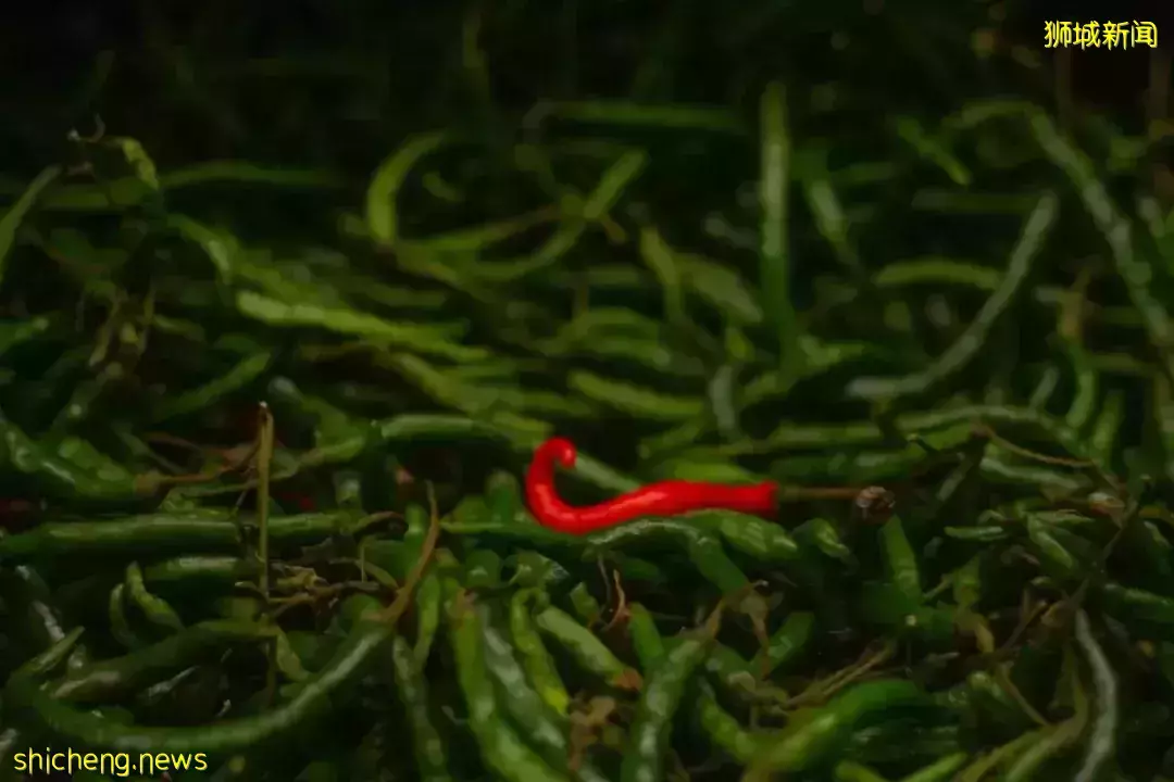 发现被“绿”后,这个新加坡男子竟翻拍老婆手机,公开性爱照