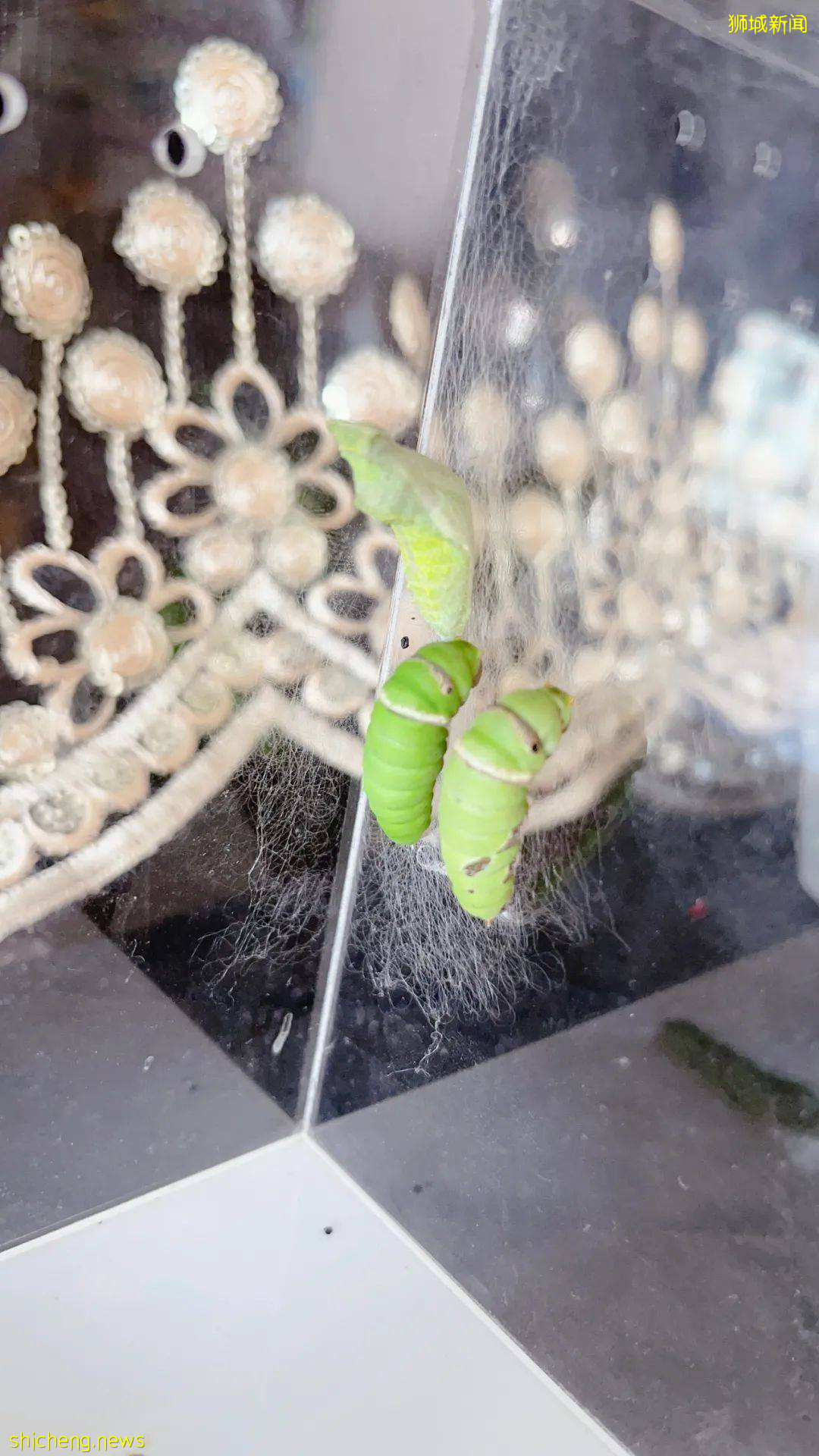 別人家養貓養狗當寵物,我兒子卻喜歡在新加坡養毛毛蟲