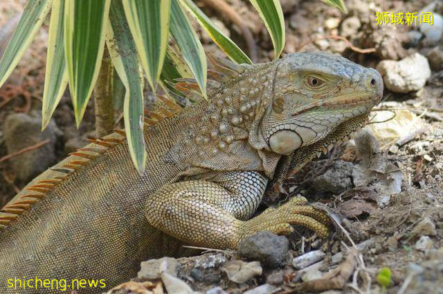 新加坡国家冷知识26个,吃口香糖不违法,想买需要医生开处方