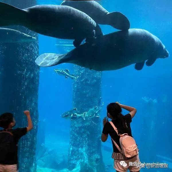 又要扎营了!这次是可爱动物群里 海牛、松鼠猴陪你聊天到天亮