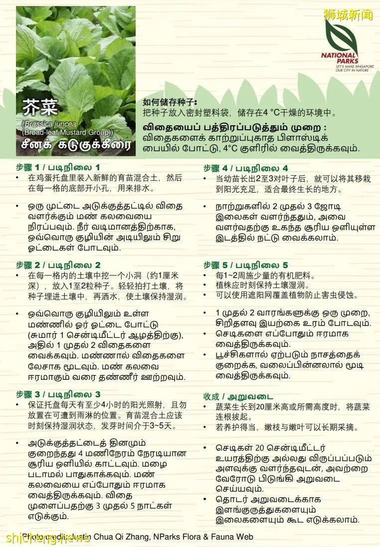 新加坡公园局又派发种子啦!已开放申请!还有教程教你怎么种