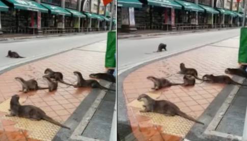 又“狂”又“野”的新加坡奇景!天氣多變,生態豐富!