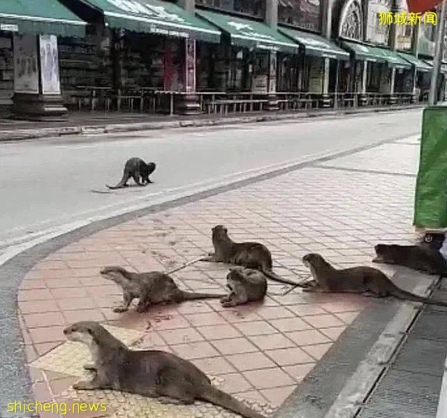 小心!有人在新加坡濱海灣花園徒步,被2米蟒蛇咬傷