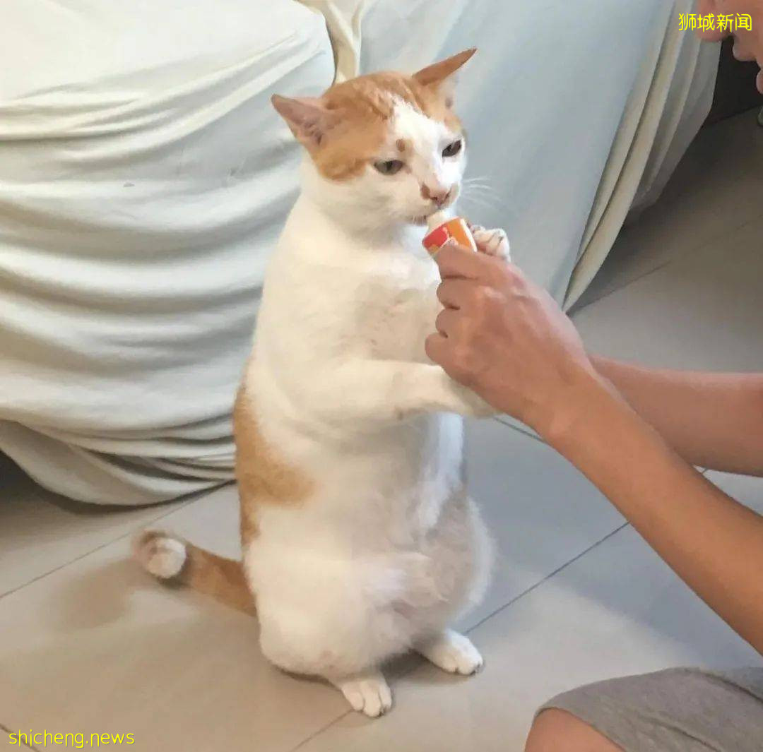 《南洋理工大學撸貓指南》