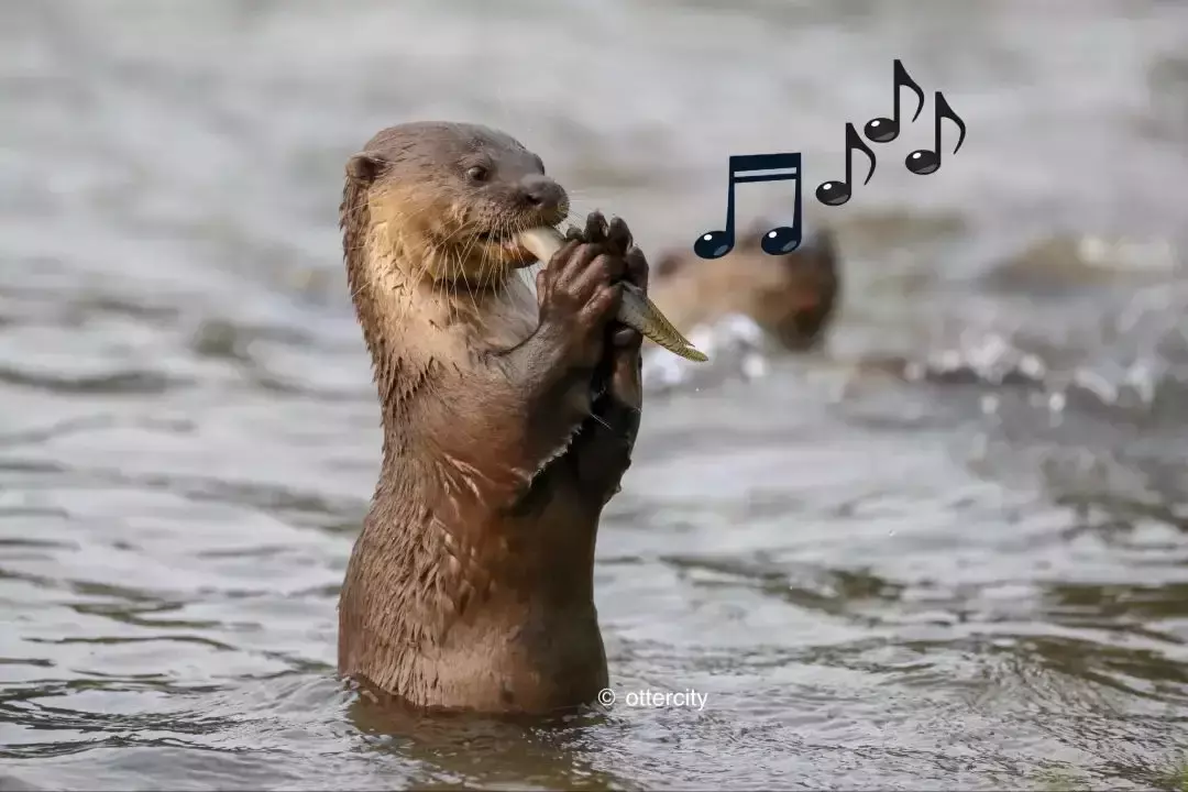 你見過熱戀中的水獺嗎