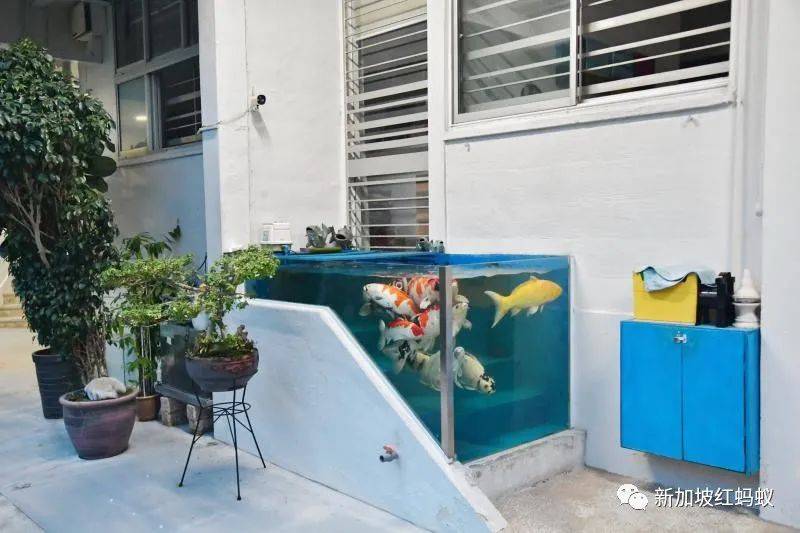 一向以嚴刑峻法爲豪的新加坡，是不是越來越“仁慈”了