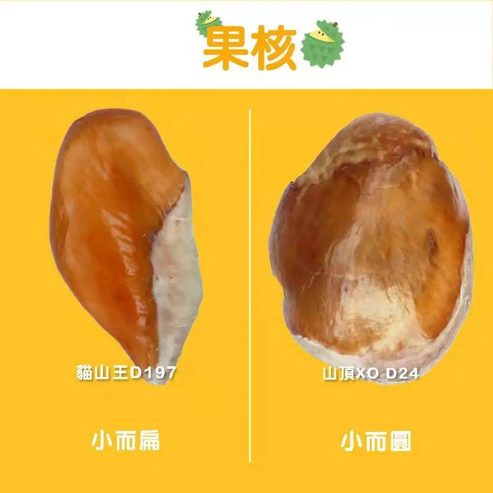 新加坡首家榴梿下午茶@榴梿宝宝!苏丹王PK猫山王想夺回王位可能吗