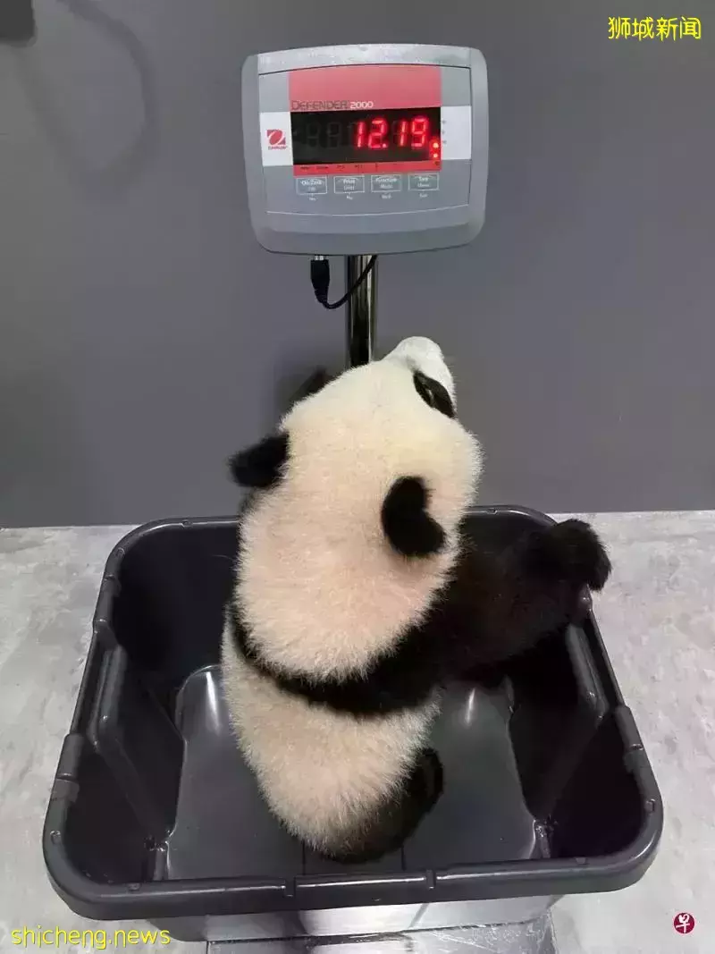 新加坡的熊猫宝宝学会健身了!快来围观