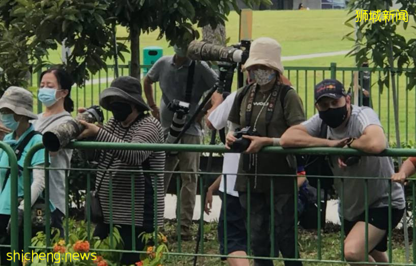 手持長槍短炮、無視安全距離，新加坡這群“瘋子”爲誰發瘋？命都不要了