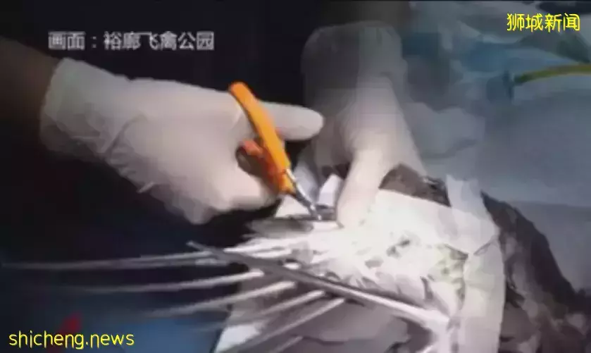 牛了个B啦!新加坡烧秃毛的老鹰“植发”,这“假发”简直啦