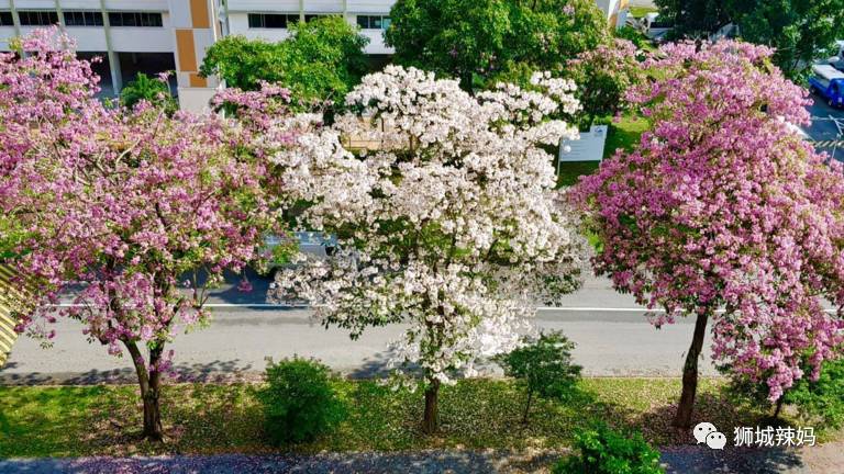 我離婚了，我破産了，我拿到PR...2020，我們的無奈與勇敢