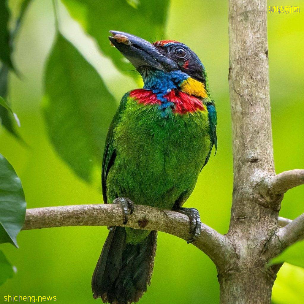 结合自然+文化遗产、汤申自然公园攻略🔎5条徒步路线、可以看到海南村旧建筑+珍稀动物🐒