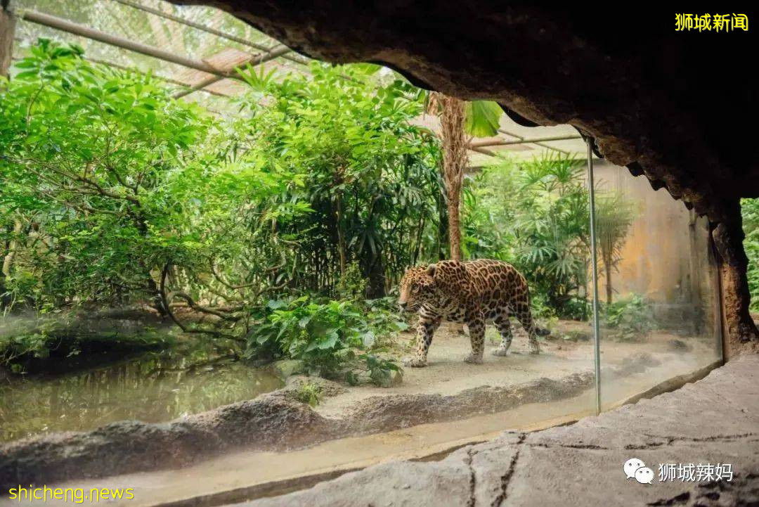 僅2天！新加坡動物園最牛的餵動物之旅，8折！還有幻光雨林和4大園5.5折起，搶啦