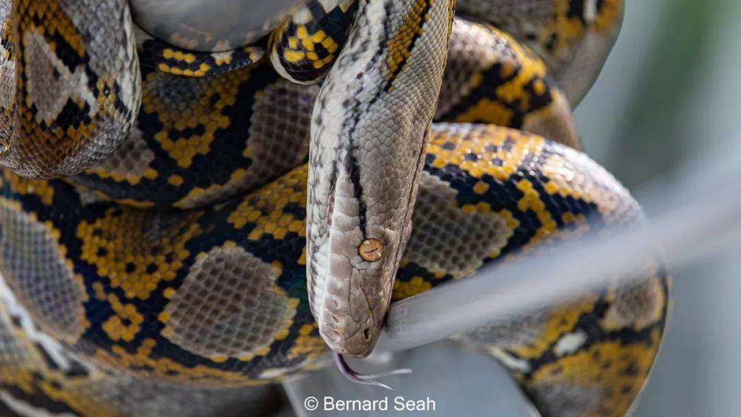 新加坡频现巨蟒和鳄鱼!“我看到蛇在路中间抱团......”