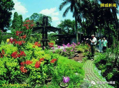 新加坡植物园惊现巨型蜥蜴,众人直呼震惊