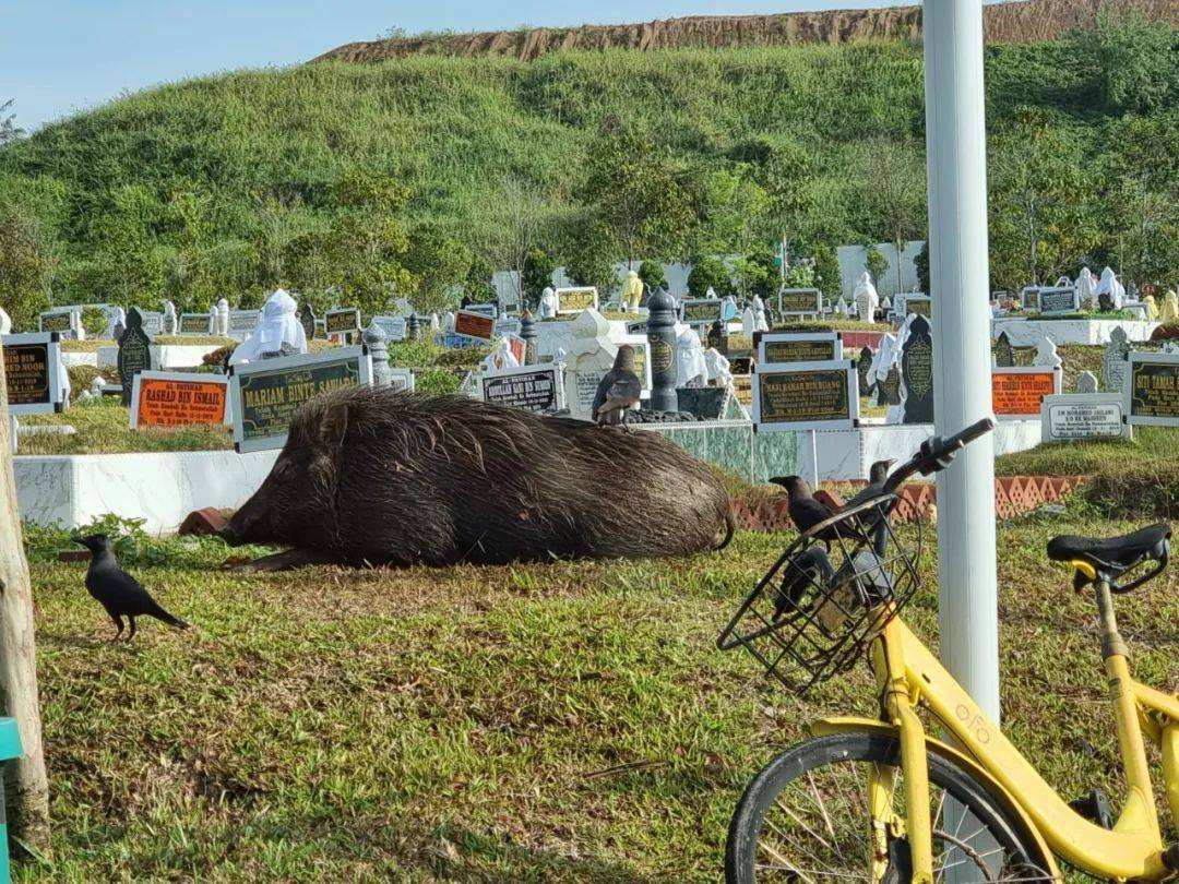 新加坡坟场惊现巨型野猪！网友：收编去动物园吧