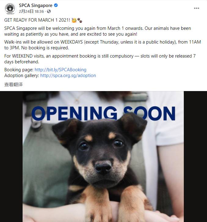 一狗難求！泰迪被炒到$11800新幣！新加坡這裏可以超便宜領養