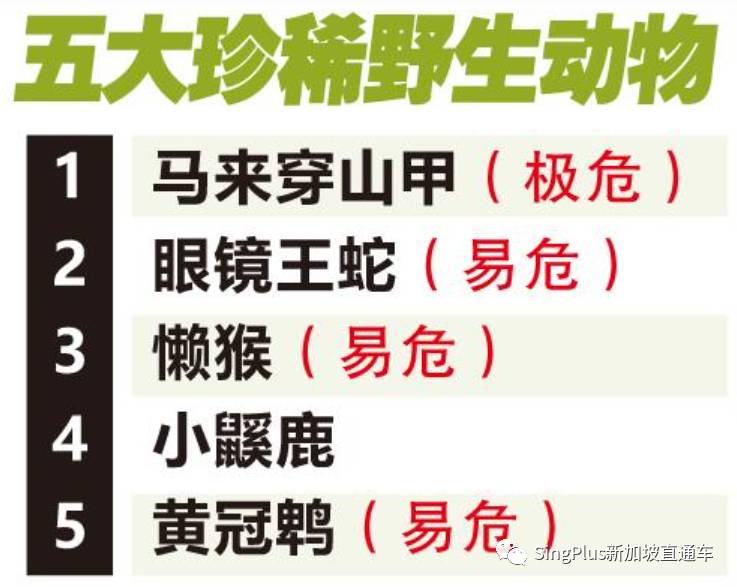 新加坡的野生动物也太不好惹了吧