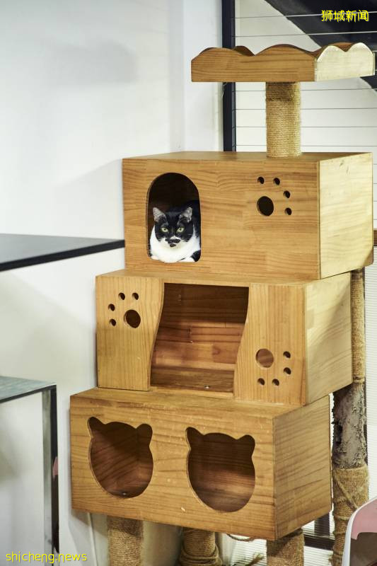 新加坡一家猫旅舍转型成为暖心猫咖!22只可爱小猫等你来RUA