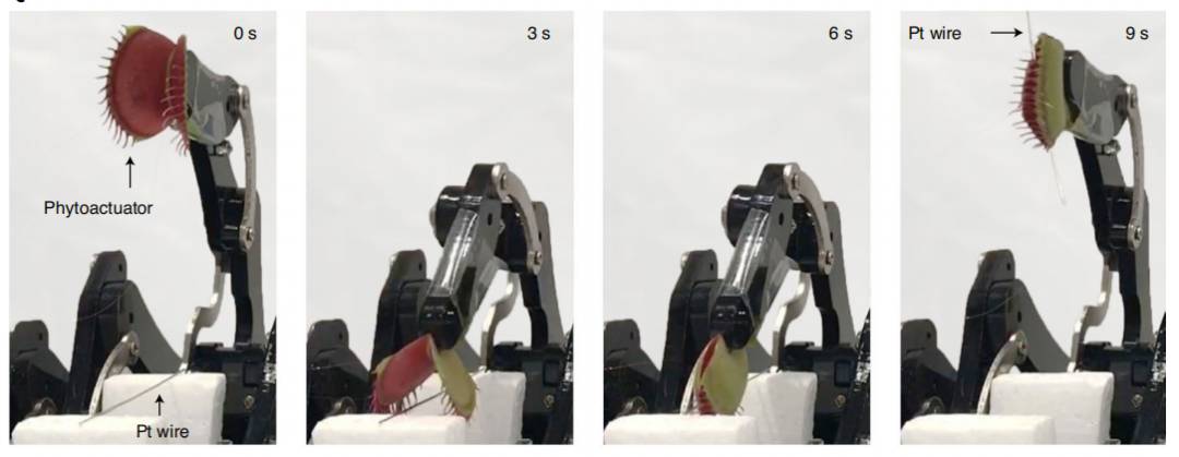 植物也能聯網!新加坡科學家研發植物機器人,可用于觀測植物健康和病蟲害預警