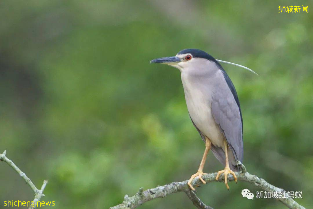 新加坡其实有两个虎豹别墅,其中一个就建在这个未开发的小岛上