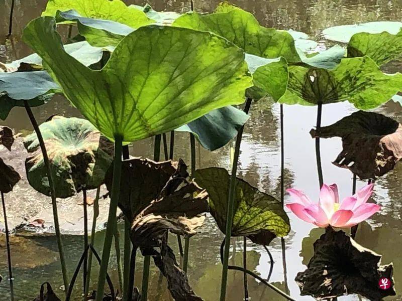 这里是新加坡最大最美的公园之一，它的前身竟然是排水沟、回收山和