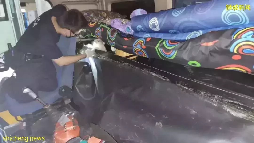 预制混凝土货车走私17只活体狗狗进新加坡！大士关卡被截