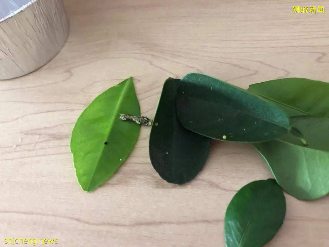 別人家養貓養狗當寵物,我兒子卻喜歡在新加坡養毛毛蟲