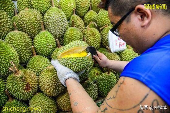 滞销的猫山王榴梿在新加坡正贱卖,可一到中国成贵族