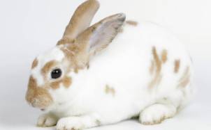 號外!新加坡可以認養企鵝、猩猩、樹懶,能帶回家嗎!