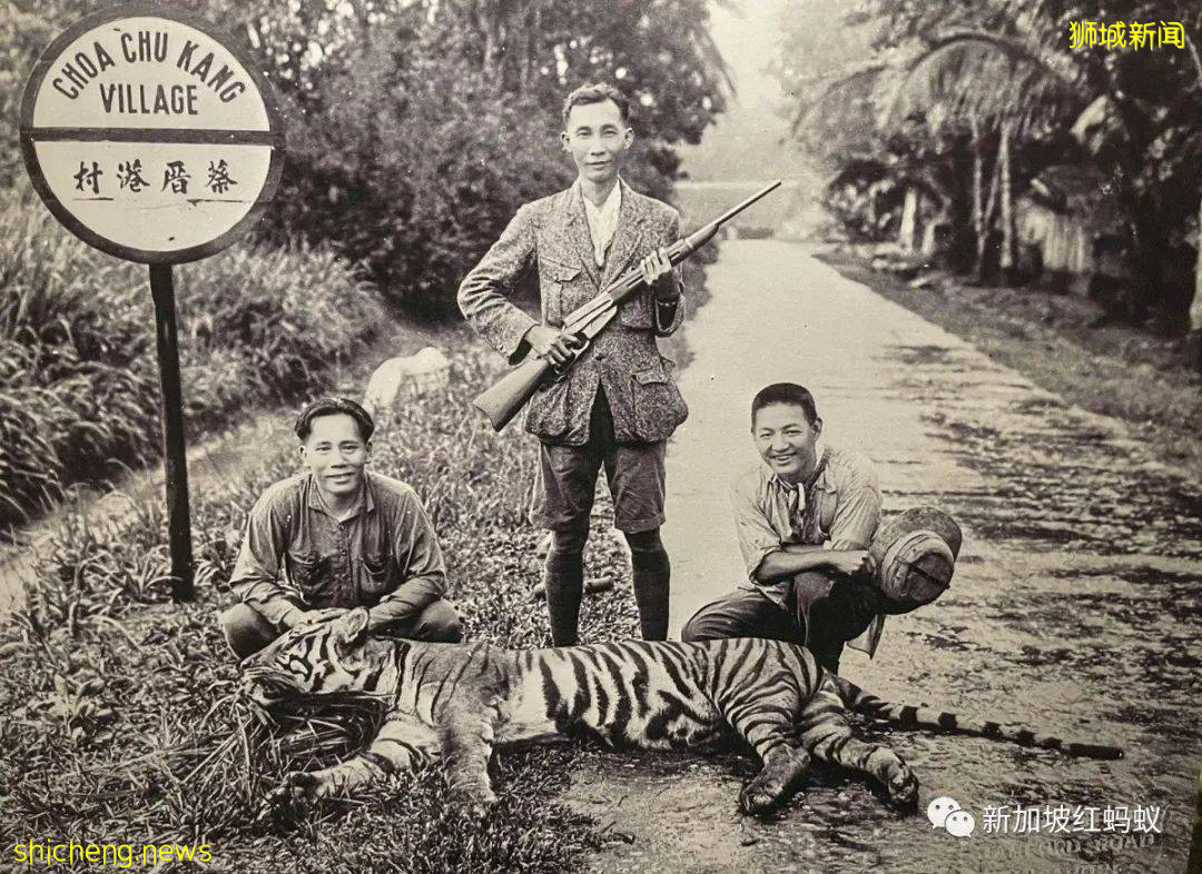 新加坡曾闹近百年虎患，一年300人被咬死　重赏打虎后终将之灭绝