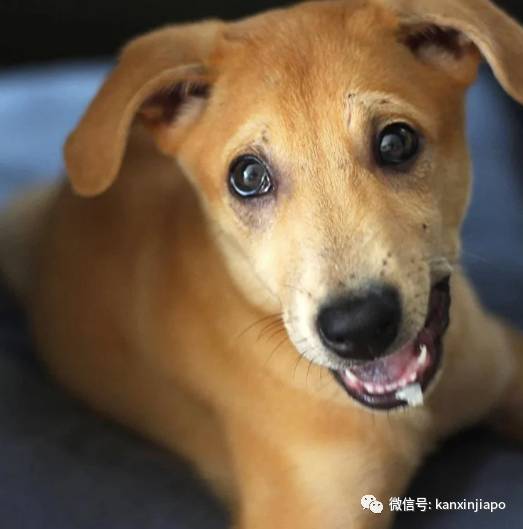 人道毁灭失控宠物狗引发争论,国会议员出面质疑