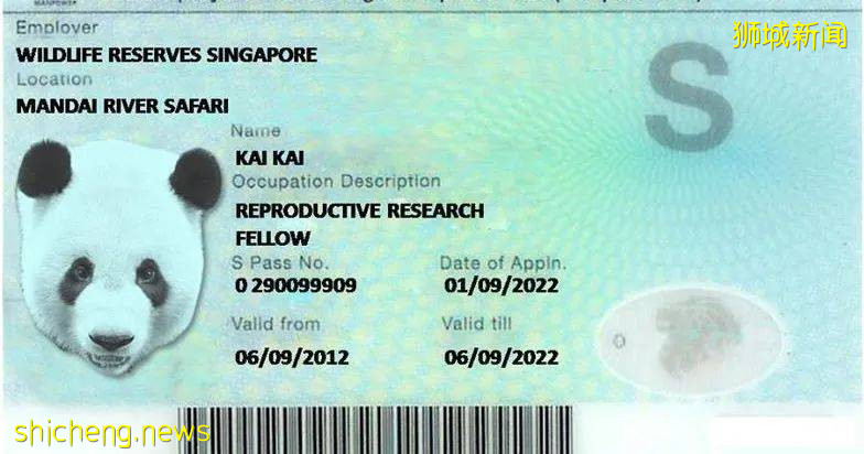 新加坡神秘“科技准證”有90人獲批，這類人申請EP更容易