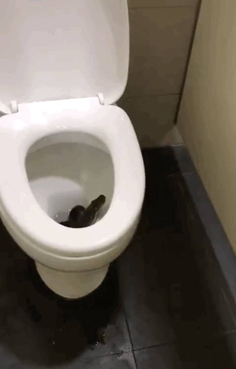 新加坡频现巨蟒和鳄鱼!“我看到蛇在路中间抱团......”