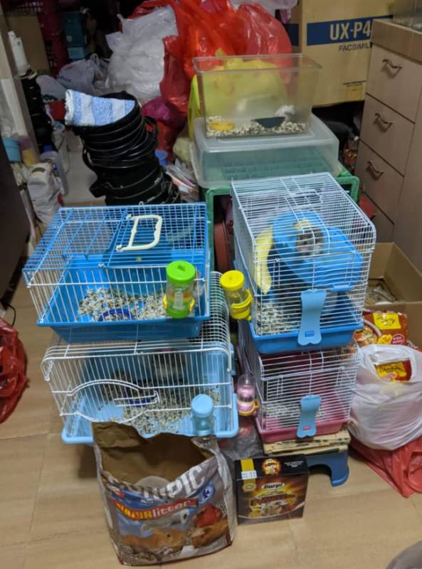 你喜欢小动物吗?新加坡129只仓鼠等你照顾