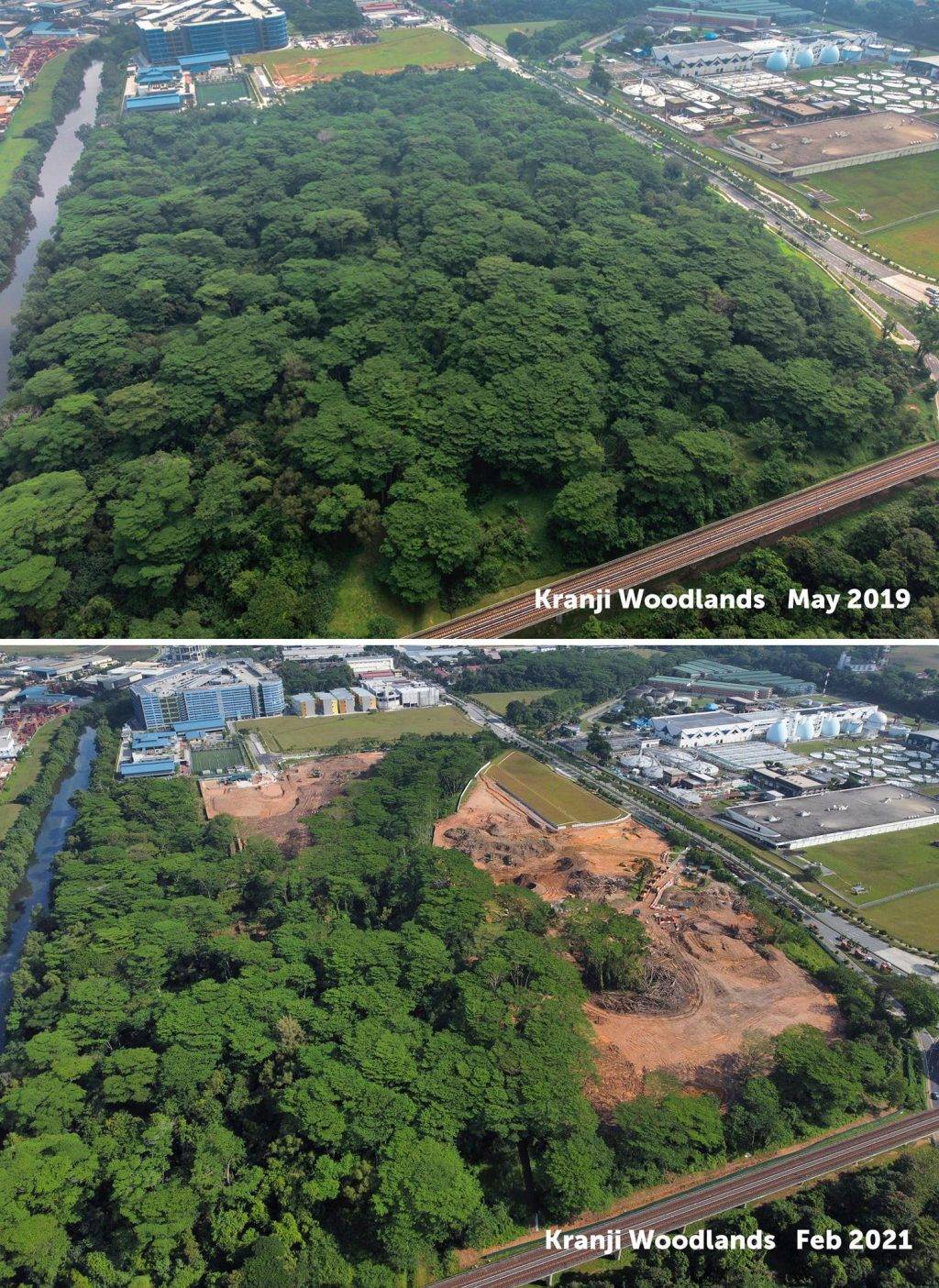 Kranji附近一片原始森林突然被清空開發！本地自然愛好者們表示十分震驚，可惜了