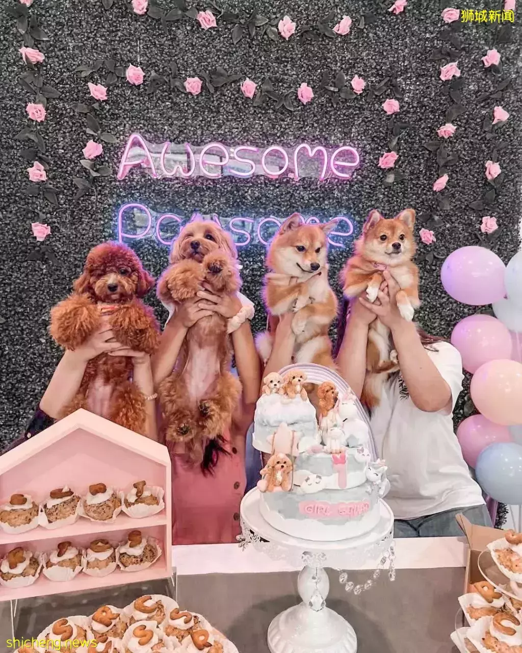 吃喝撸狗兩不誤!新加坡15家寵物友好咖啡廳 · 快上小可愛一起去體驗吧