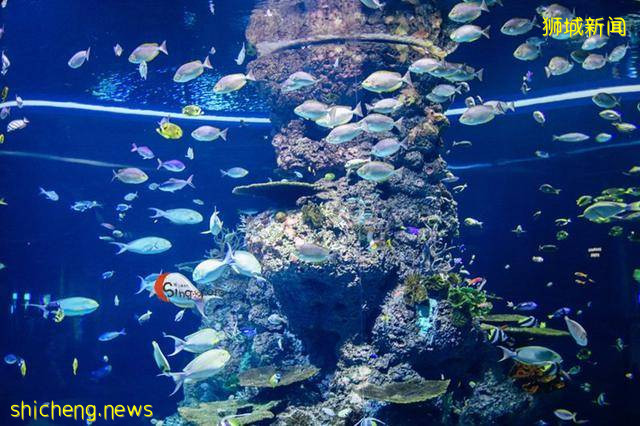 全球最大海洋館到底有多好玩!