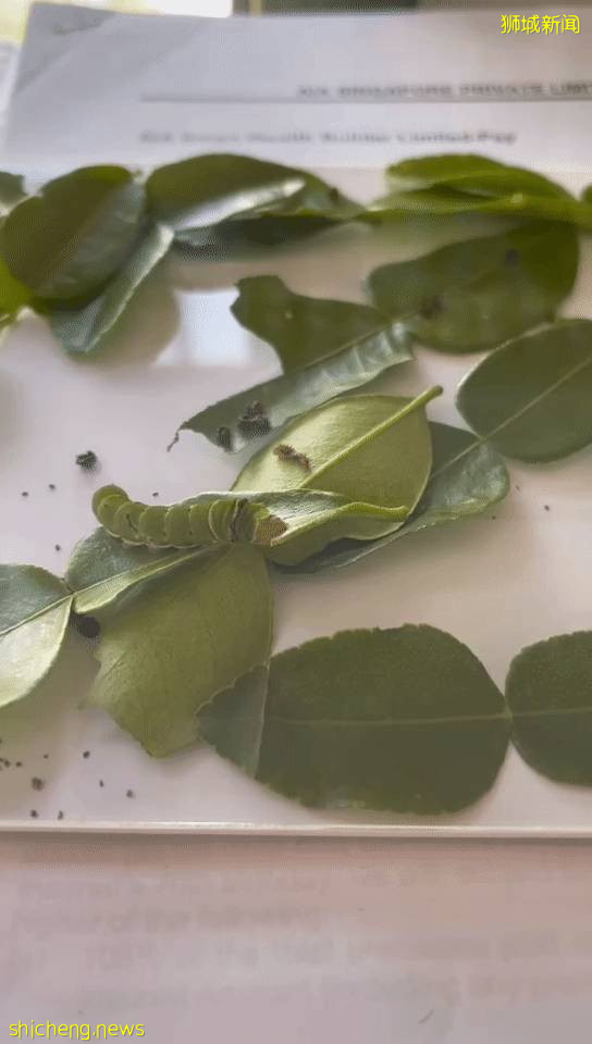 別人家養貓養狗當寵物,我兒子卻喜歡在新加坡養毛毛蟲