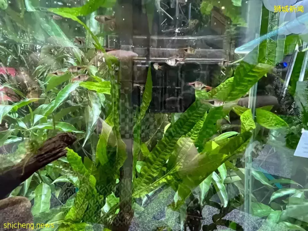 免費！新加坡冷門展覽，模擬城市、光影互動、記憶風車！你肯定不知道