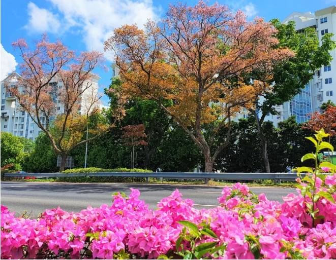 刷屏啦！新加坡秒變花花世界，美到窒息