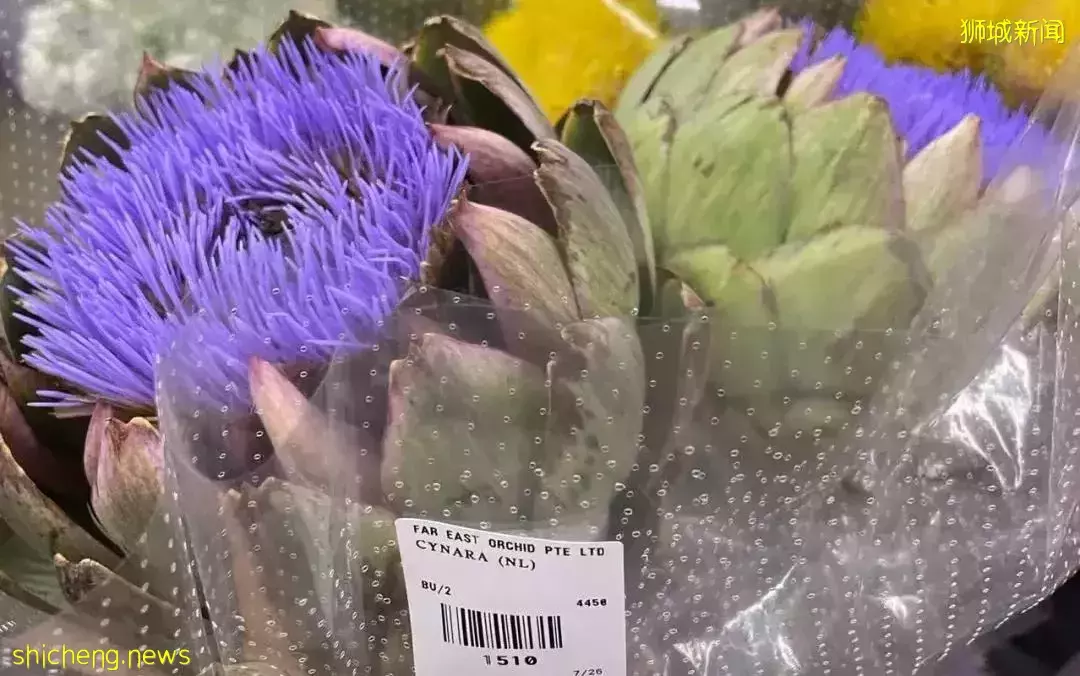 鮮花在熱帶也能養1個月？資深花友新加坡買花、養護大揭秘